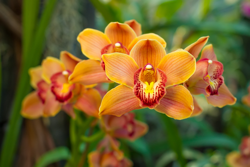 Ecco alcuni consigli fondamentali per la cura e la manutenzione delle orchidee